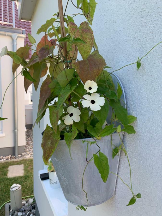 Haus Vicus Apartment Greifswald Bagian luar foto